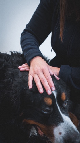 Séance de massothérapie canine avec Sarah