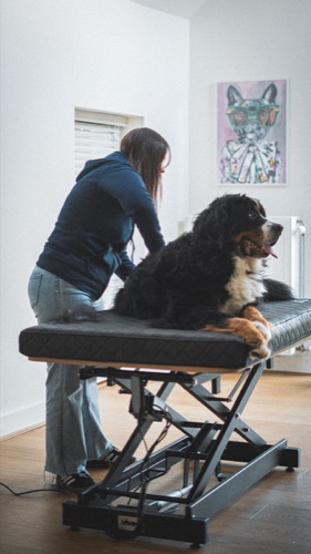Travail en douceur avec un chien anxieux