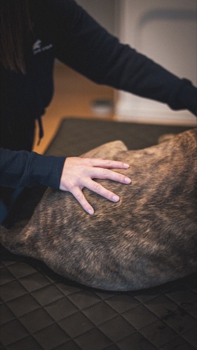 Moment de complicité chien-humain