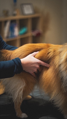 Techniques de massage adaptées