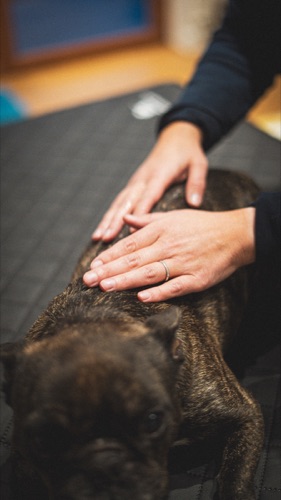 Travail sur la mobilité canine