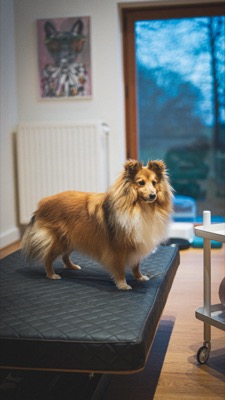 Sarah en séance de massothérapie canine